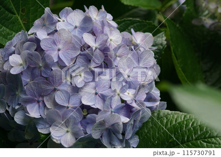 あじさい(紫陽花)六月中旬撮影 あじさい(紫陽花)六月中旬撮影 115730791