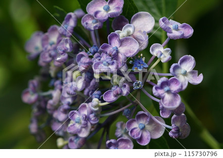 あじさい(紫陽花)六月中旬撮影 あじさい(紫陽花)六月中旬撮影 115730796