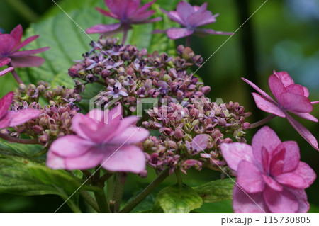 あじさい（紫陽花）六月中旬撮影 115730805