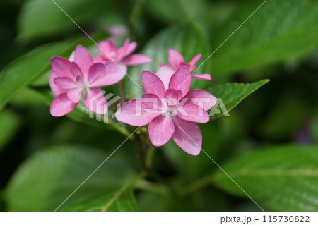 あじさい(紫陽花)六月中旬撮影 あじさい(紫陽花)六月中旬撮影 115730822