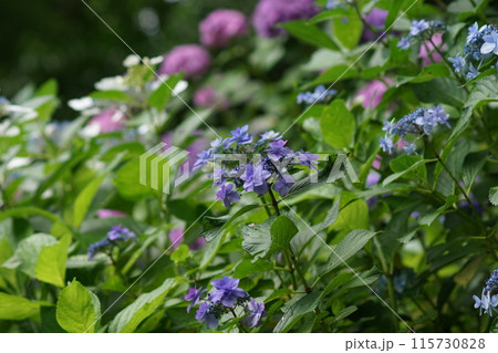 あじさい(紫陽花)六月中旬撮影 あじさい(紫陽花)六月中旬撮影 115730828
