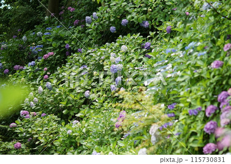 あじさい(紫陽花)六月中旬撮影 あじさい(紫陽花)六月中旬撮影 115730831