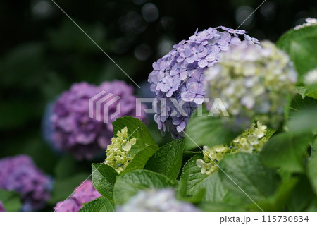 あじさい(紫陽花)六月中旬撮影 あじさい(紫陽花)六月中旬撮影 115730834