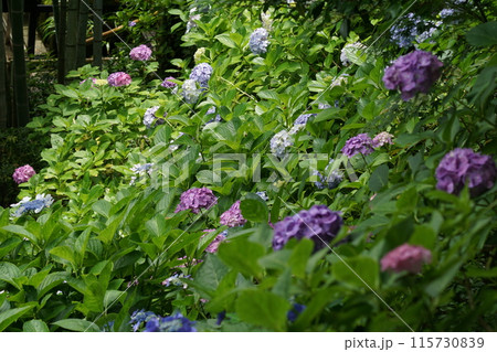 あじさい(紫陽花)六月中旬撮影 あじさい(紫陽花)六月中旬撮影 115730839