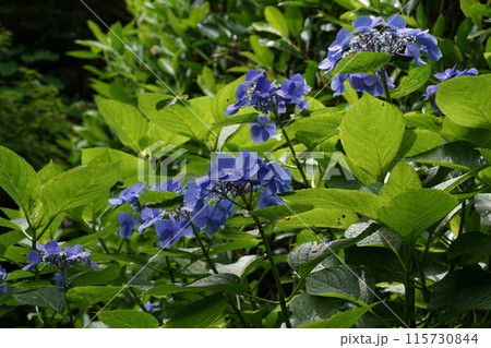 あじさい(紫陽花)六月中旬撮影 あじさい(紫陽花)六月中旬撮影 115730844