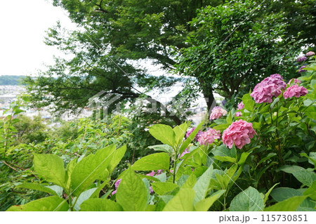 あじさい（紫陽花）六月中旬撮影 115730851