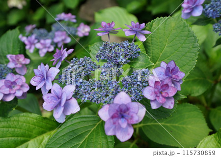 あじさい(紫陽花)六月中旬撮影 あじさい(紫陽花)六月中旬撮影 115730859