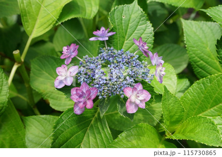 あじさい(紫陽花)六月中旬撮影 あじさい(紫陽花)六月中旬撮影 115730865