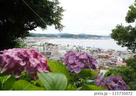 あじさい（紫陽花）六月中旬撮影 115730872