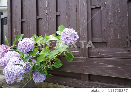 あじさい(紫陽花)六月中旬撮影 あじさい(紫陽花)六月中旬撮影 115730877
