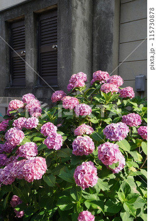 あじさい(紫陽花)六月中旬撮影 あじさい(紫陽花)六月中旬撮影 115730878