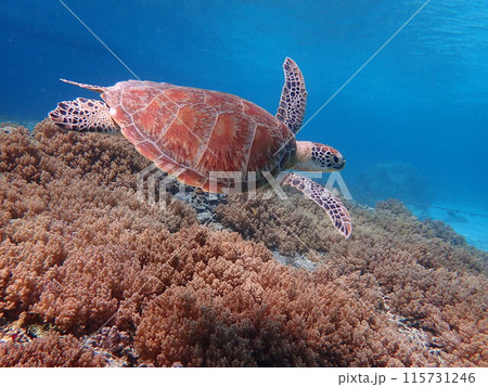 インドネシア・ギリ島のウミガメ インドネシア・ギリ島のウミガメ 115731246