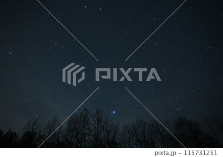 北海道道東に輝くシリウスと立木-1 北海道道東に輝くシリウスと立木-1 115731251