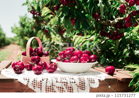 Still life of cherries in white bowl on table in garde 115731277