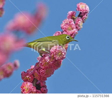 満開の紅梅にメジロさんがやって来た( 春イメージ )( ほのぼのイメージ ) 満開の紅梅にメジロさんがやって来た( 春イメージ )( ほのぼのイメージ ) 115731366