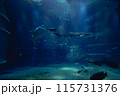 ジンベエザメ 115731376