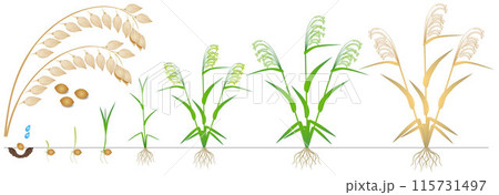 Cycle of growth of a millet plant on a white background. 115731497