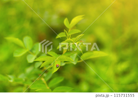 Beautiful little insects with bright colors like ladybug and hoverfly against the background of atmospheric warm blurred background with orange sunny color. 115731555