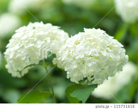 白い紫陽花の花　アナベル 115731818