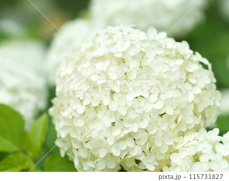 白い紫陽花の花　アナベル 115731827