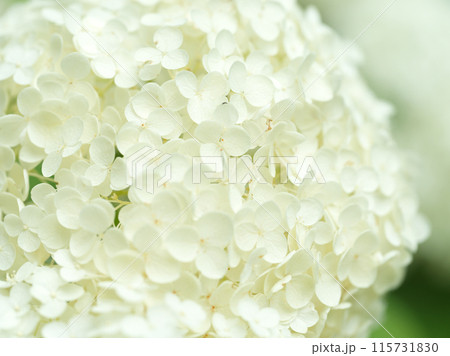 白い紫陽花の花　アナベル 115731830