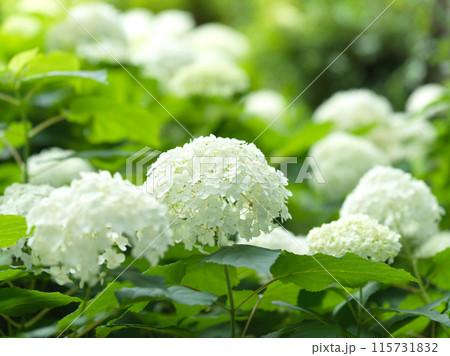 白い紫陽花の花　アナベル 115731832