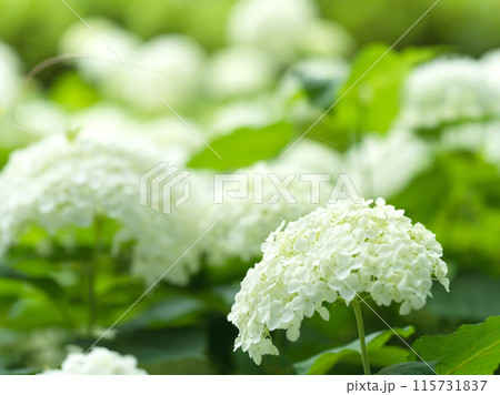 白い紫陽花の花　アナベル 115731837