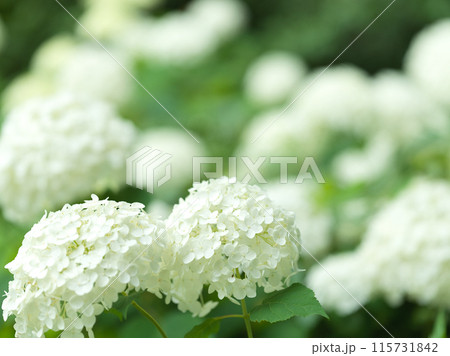 白い紫陽花の花　アナベル 115731842