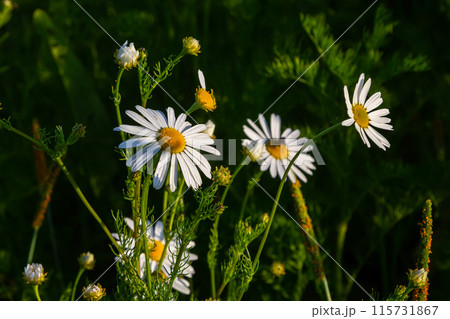 Tripleurospermum maritimum Matricaria maritima is a species of flowering plant in the aster family commonly known as false mayweed or sea mayweed 115731867