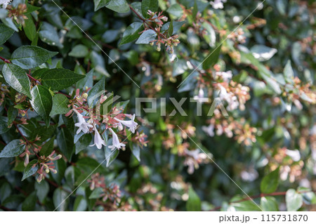 アベリアの白い鐘形の小さい花 115731870