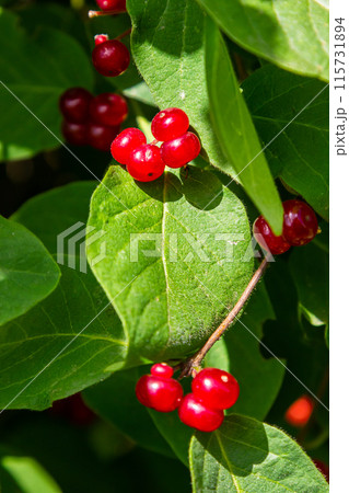 Festive Holiday Honeysuckle Branch with Red Berries Lonicera xylosteum 115731894