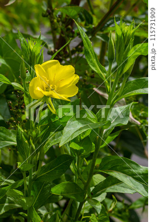 Yellow evening primrose Oenothera biennis, medicine plant for cosmetics, skin care and eczema 115731909