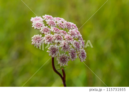 inflorescence of Pimpinella saxifraga or burnet-saxifrage solid stem burnet saxifrage lesser burnet 115731935