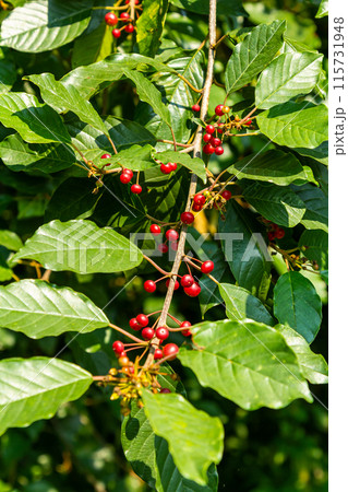 Branches of Frangula alnus with black and red berries. Fruits of Frangula alnus 115731948