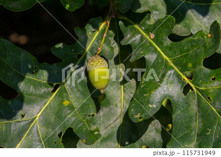 Oak branch with green leaves and acorns on a sunny day. Oak tree in summer. Blurred leaf background. Oak branch with green leaves and acorns on a sunny day. Oak tree in summer. Blurred leaf background. 115731949
