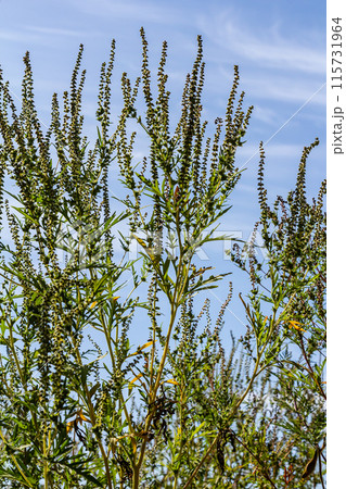 Ambrosia trifida, the giant ragweed, is a species of flowering plant in the family Asteraceae 115731964