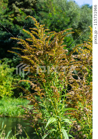 The wild flowers of Solidago altissima in autumn The wild flowers of Solidago altissima in autumn 115731966