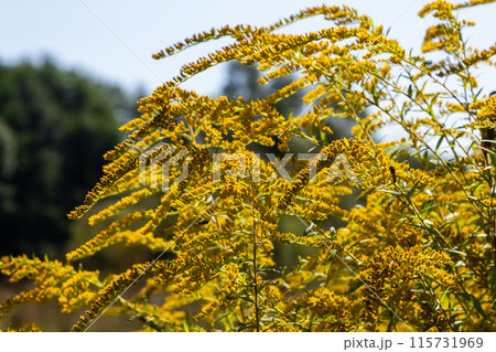 The wild flowers of Solidago altissima in autumn 115731969