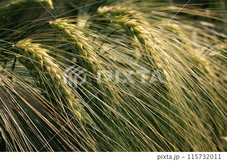 Green wheat field in the wind. Agriculture in Ukraine. Ears of wheat background. Summer harvest. Green rye field. Wheat field landscape. Green cereal plant. Beauty in nature. Green wheat field in the wind. Agriculture in Ukraine. Ears of wheat background. Summer harvest. Green rye field. Wheat field landscape. Green cereal plant. Beauty in nature. 115732011