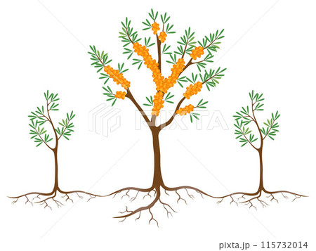 Sea buckthorn plant with root suckers on a white background. 115732014