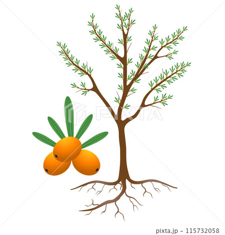 Flowering sea buckthorn plant with berries and roots. 115732058