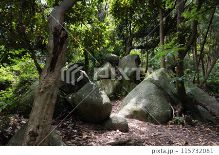 色鮮やかな登山道の景色 115732081