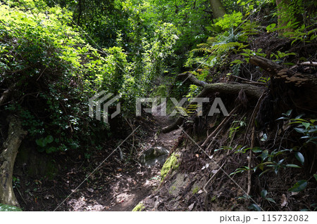 色鮮やかな登山道の景色 115732082
