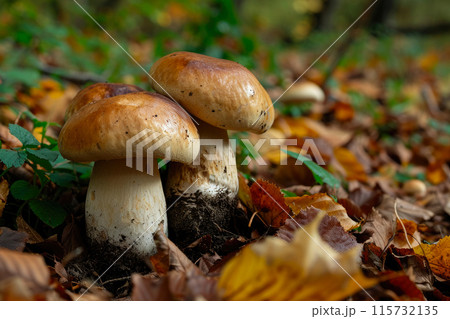 Enchanting Forest Scenes: Porcini Abundance 115732135