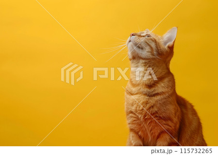 Enigmatic Cat Staring Up Against Color Enigmatic Cat Staring Up Against Color 115732265