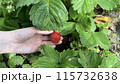 Picking ripe strawberries in the summer, girl collects red strawberries against a background of green leaves, harvesting in the summer 115732638