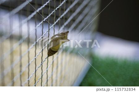 羽化した後のチョウの抜け殻 115732834