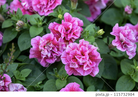 八重咲のピンク色のペチュニアの花 115732984