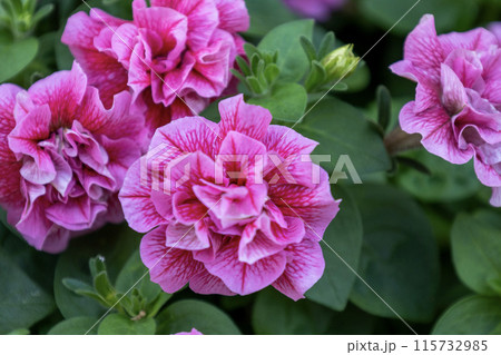八重咲のピンク色のペチュニアの花 115732985