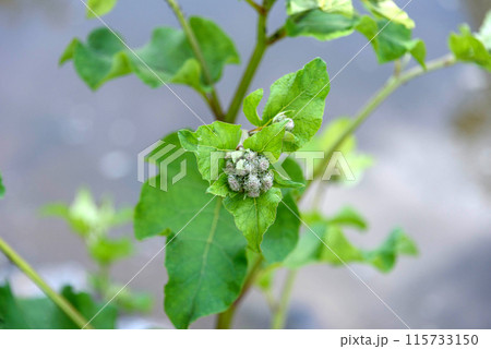 A bush of wild burdock with thorns above the water. A bush of wild burdock with thorns above the water. 115733150
